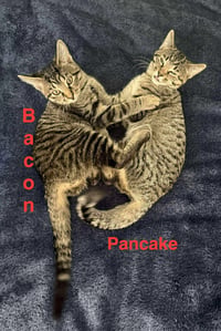 Pancake - Photo 3