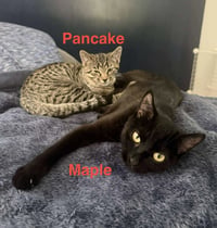 Pancake - Photo 4