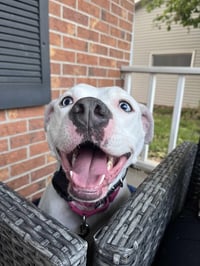 Luna Blue Eyes - Photo 1
