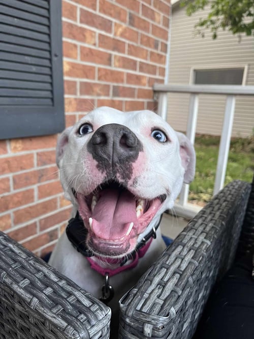LUNA BLUE EYES - American Staffordshire Terrier available for adoption