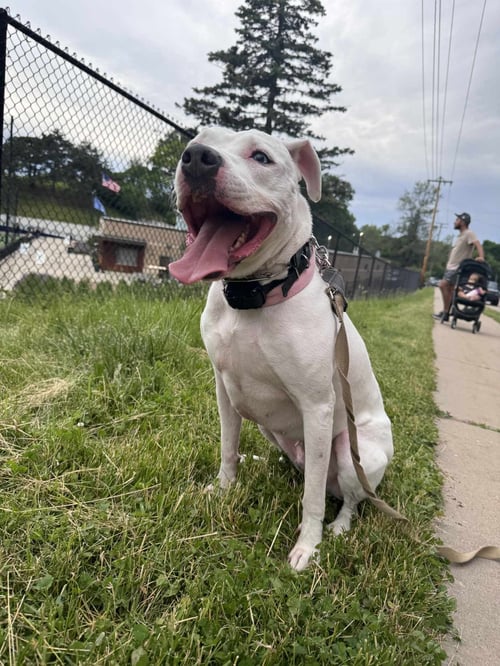 LUNA BLUE EYES - American Staffordshire Terrier available for adoption