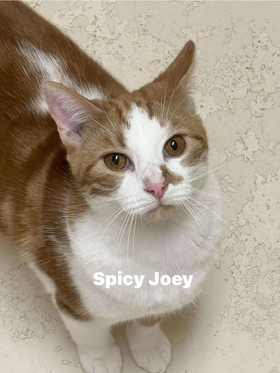 Spicy Joe Image