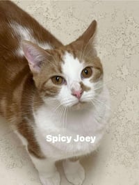 Spicy Joe - Photo 1