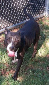 MADDIE- COMING SOON! - Terrier available for adoption