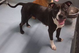 MADDIE- COMING SOON! - Terrier available for adoption