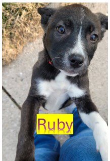 RUBY - WI LITTER - Alaskan Malamute / Labrador Retriever available for adoption