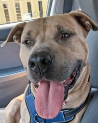 Clyde - Photo 1