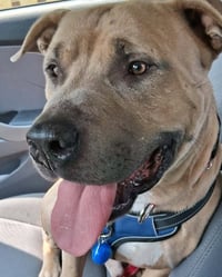 Clyde - Photo 3