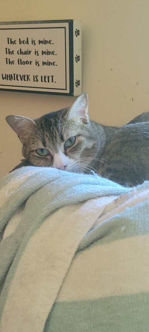IRIS - FLOWER LITTER - Domestic Short Hair available for adoption