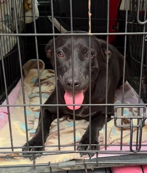 MAMA - Black Labrador Retriever available for adoption