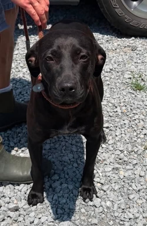 MAMA - Black Labrador Retriever available for adoption