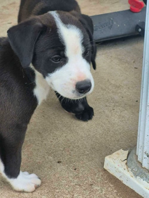 HOWDY - Border Collie available for adoption