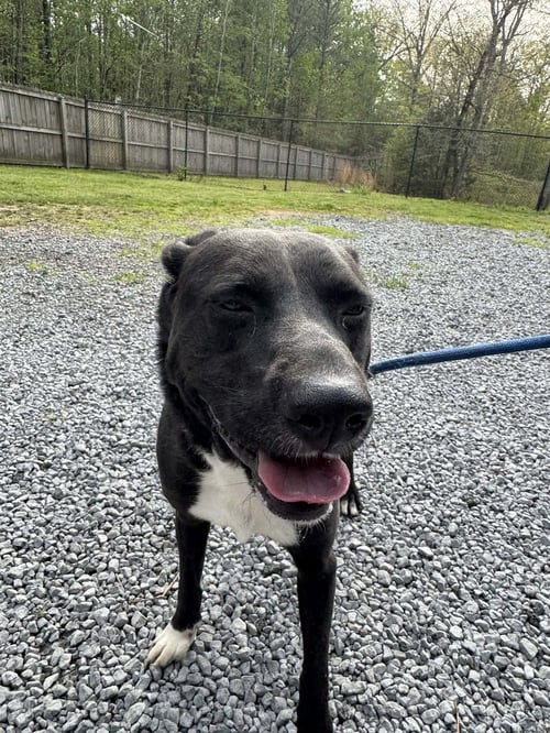 DIESEL - COMING SOON! - Labrador Retriever available for adoption