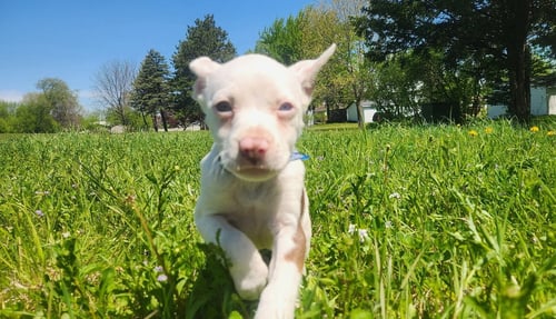 OCEAN -WATER LITTER - Beagle / Coonhound available for adoption