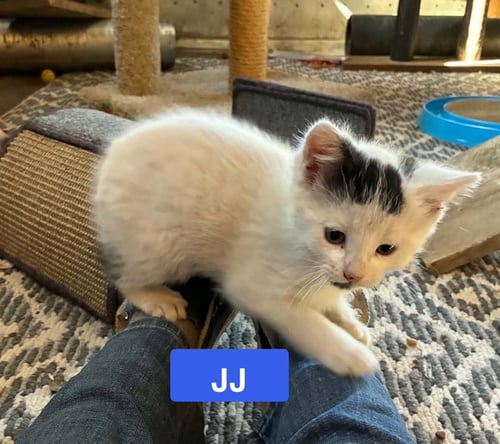 JJ - THE JAN LITTER - Domestic Short Hair available for adoption