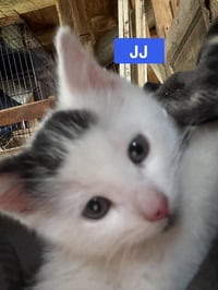 JJ - The Jan Litter - Photo 3