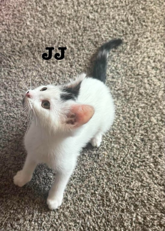 JJ - The Jan Litter Image