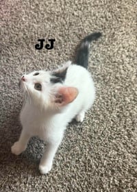 JJ - The Jan Litter - Photo 1