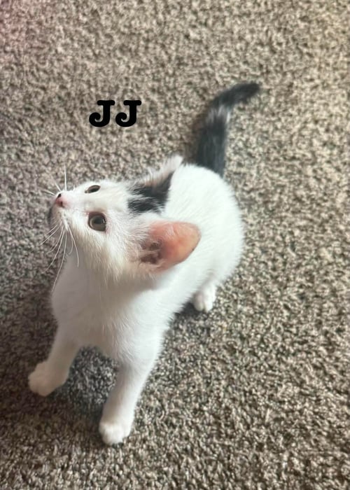 JJ - THE JAN LITTER - Domestic Short Hair available for adoption