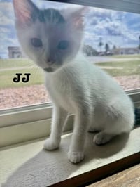 JJ - The Jan Litter - Photo 5