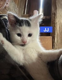 JJ - The Jan Litter - Photo 4