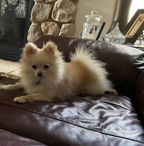DAISY