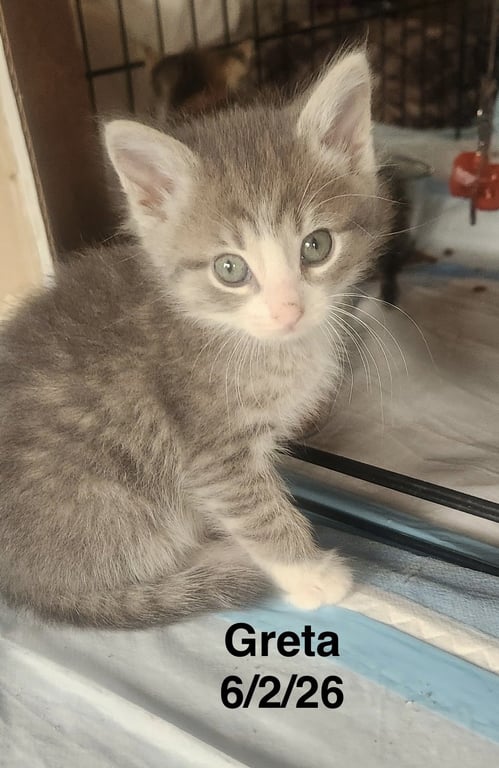 Greta Image