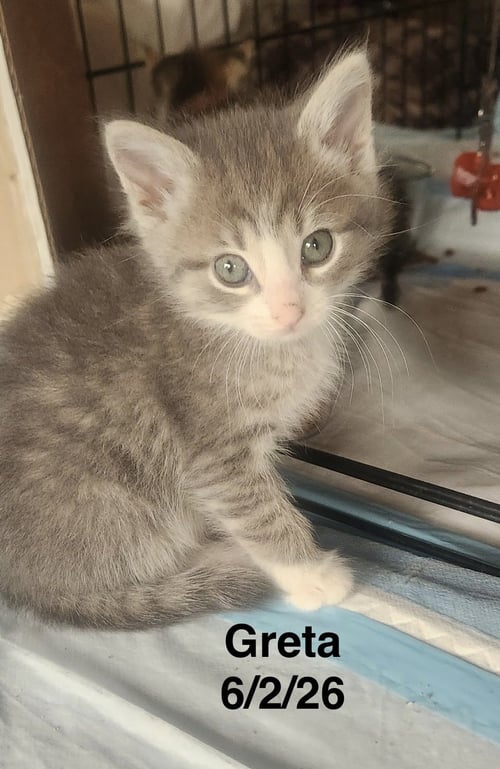 GRETA - Domestic Short Hair available for adoption