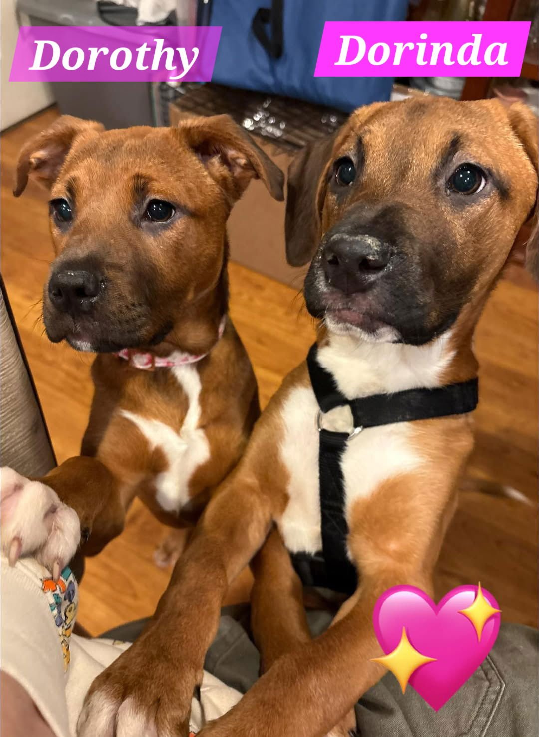 DELTA WAS DORINDA - Boxer available for adoption