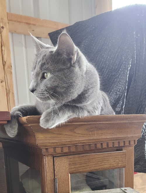 NASH (CONNIE) - Russian Blue available for adoption