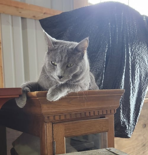 NASH (CONNIE) - Russian Blue available for adoption