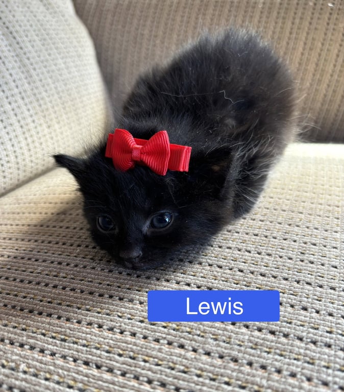 Lewis - Pretty Woman Litter Image