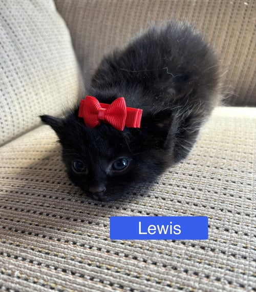LEWIS - PRETTY WOMAN LITTER - Domestic Medium Hair available for adoption