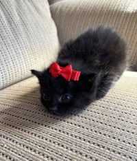 Lewis - Pretty Woman Litter - Photo 3
