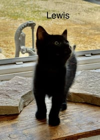 Lewis - Pretty Woman Litter - Photo 2