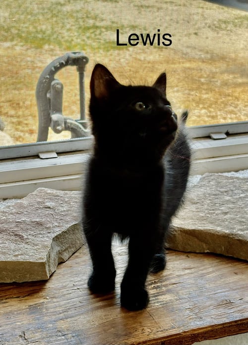LEWIS - PRETTY WOMAN LITTER - Domestic Medium Hair available for adoption