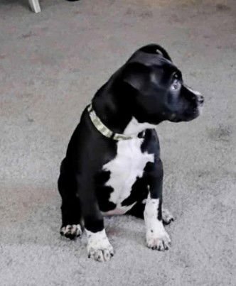 ECHO - Terrier available for adoption