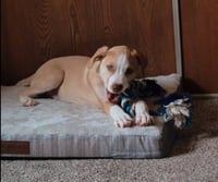 Rocket - Americana Litter - Photo 4