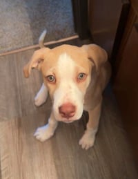 Rocket - Americana Litter - Photo 3