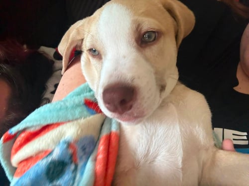 ROCKET - AMERICANA LITTER - Labrador Retriever / Yellow Labrador Retriever available for adoption