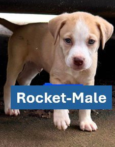 ROCKET - AMERICANA LITTER - Labrador Retriever / Yellow Labrador Retriever available for adoption