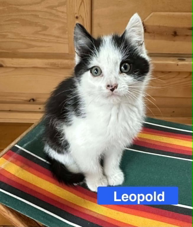 Leopold - The Country Litter Image