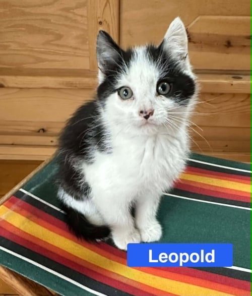 LEOPOLD - THE COUNTRY LITTER - Domestic Short Hair available for adoption