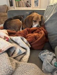 CHARLIE - Photo 9