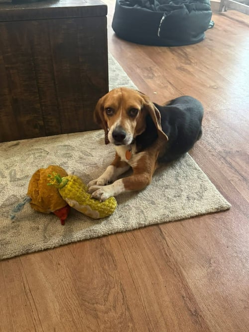 CHARLIE - Beagle available for adoption
