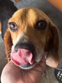 CHARLIE - Photo 3