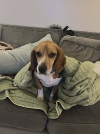 CHARLIE - Photo 7