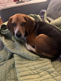 CHARLIE - Photo 2