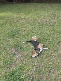 CHARLIE - Photo 6