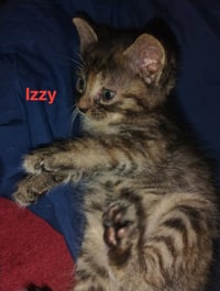 Izzy - Waldo Litter - Photo 1